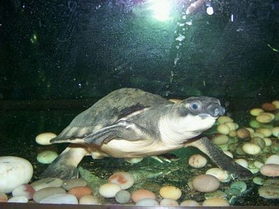 龍魚豬鼻龜混養建議養嗎：豬鼻龜和龍魚可以混養嗎？