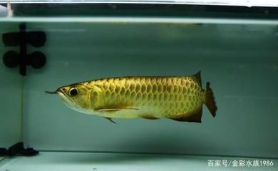 龍魚(yú)是食用魚(yú)嗎為什么:龍魚(yú)是否作為食用魚(yú)取決于其原產(chǎn)地和飼養(yǎng)目的 龍魚(yú)百科 第2張 龍魚(yú)是食用魚(yú)嗎為什么:龍魚(yú)是否作為食用魚(yú)取決于其原產(chǎn)地和飼養(yǎng)目的 龍魚(yú)是食用魚(yú)嗎為什么:龍魚(yú)是否作為食用魚(yú)取決于其原產(chǎn)地和飼養(yǎng)目的 龍魚(yú)百科 第2張