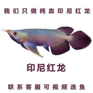 純血紅龍魚的特點和缺點是什么（純血紅龍魚的發色速度和市場價格可能是潛在的缺點）