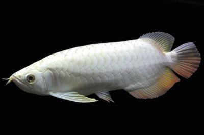 龍魚就是不吃食怎么辦