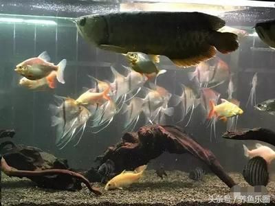 七彩龍魚好看還是紅色龍魚（七彩龍魚和紅色龍魚各有其獨特的美麗）