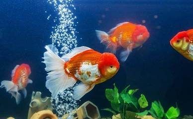 七彩龍魚好看還是紅色龍魚（七彩龍魚和紅色龍魚各有其獨特的美麗）