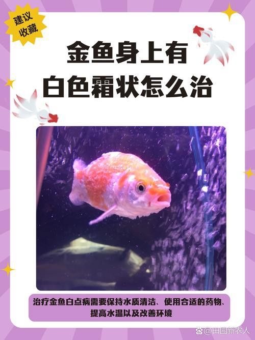 金龍魚身上有白點什么情況圖片大全大圖
