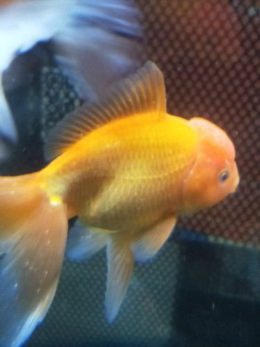 金龍魚身上有白點什么情況圖片大全大圖