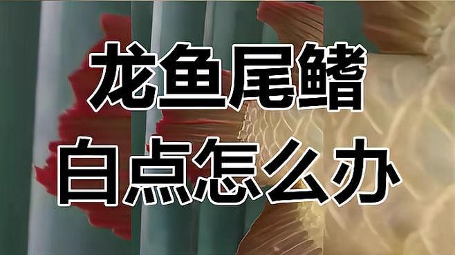 金龍魚身上有白點什么情況圖片大全大圖