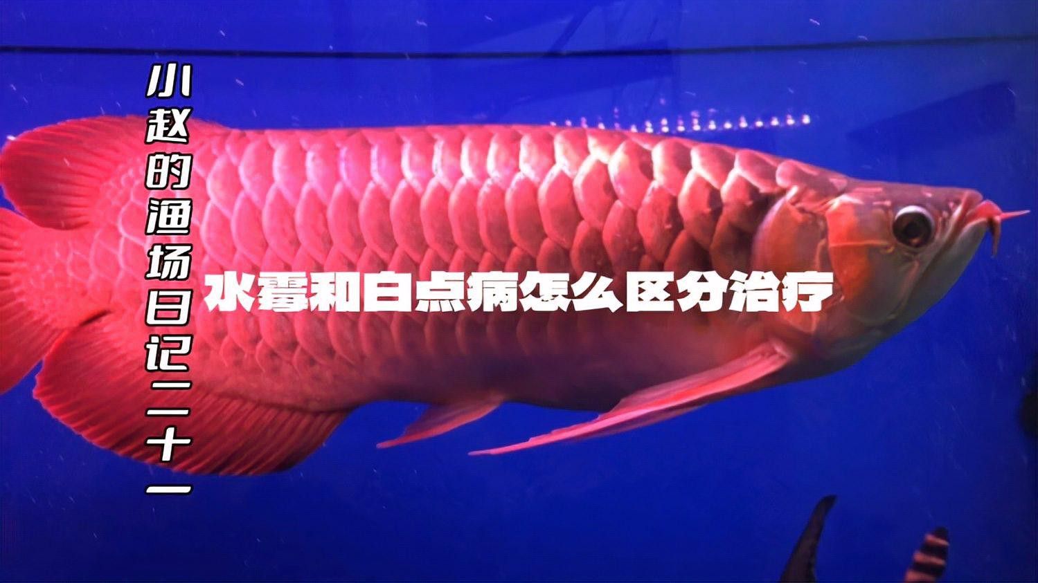 金龍魚身上有白點什么情況圖片大全大圖