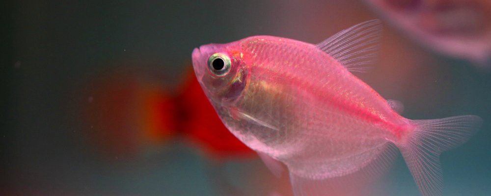 紅龍魚換水后多久開始進食？