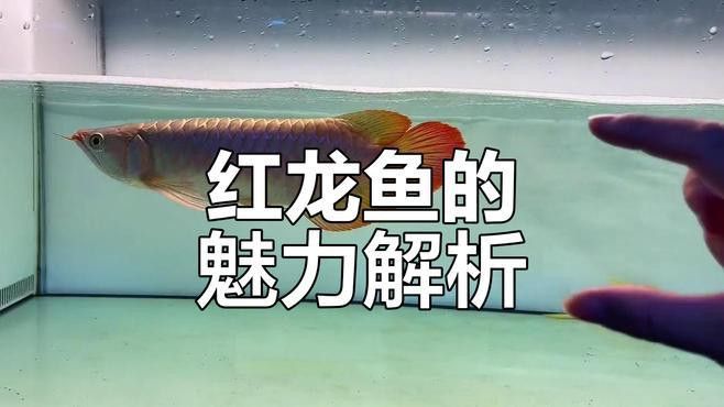 播放紅龍魚的圖片視頻教程