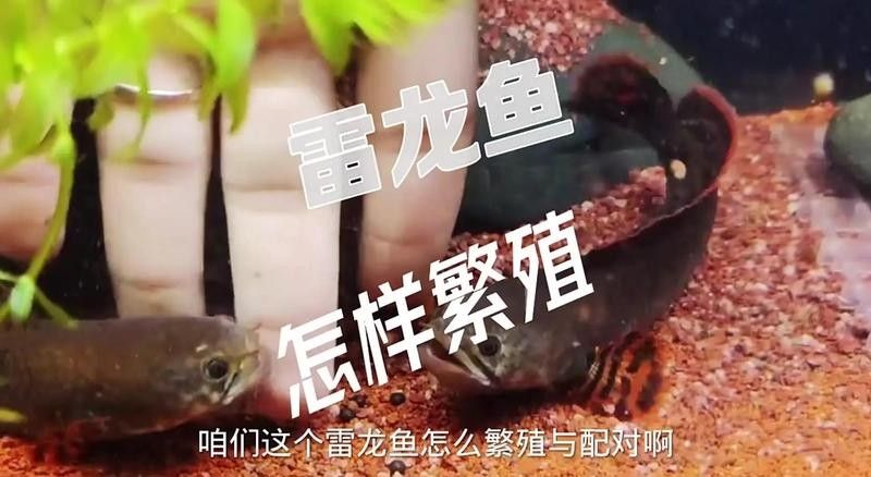 雷龍魚繁殖一次產多少卵？