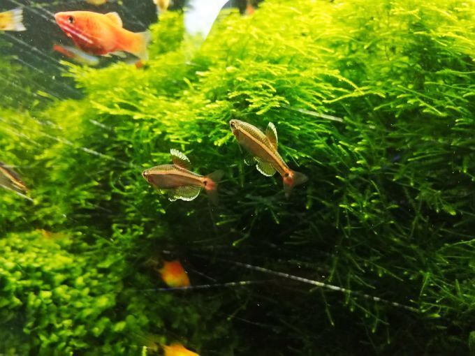 藍龍魚多久喂一次食物？ 藍龍魚多久喂一次食物？ 龍魚百科 第4張
