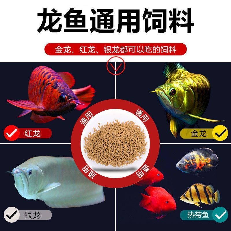 龍魚飼料推薦品種：如何根據龍魚的具體需求選擇合適的飼料