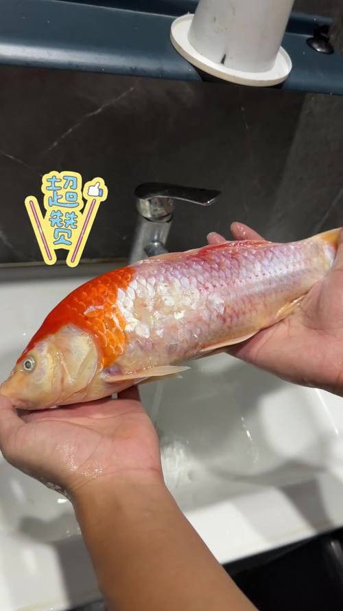 西寧龍魚在哪買好吃的魚