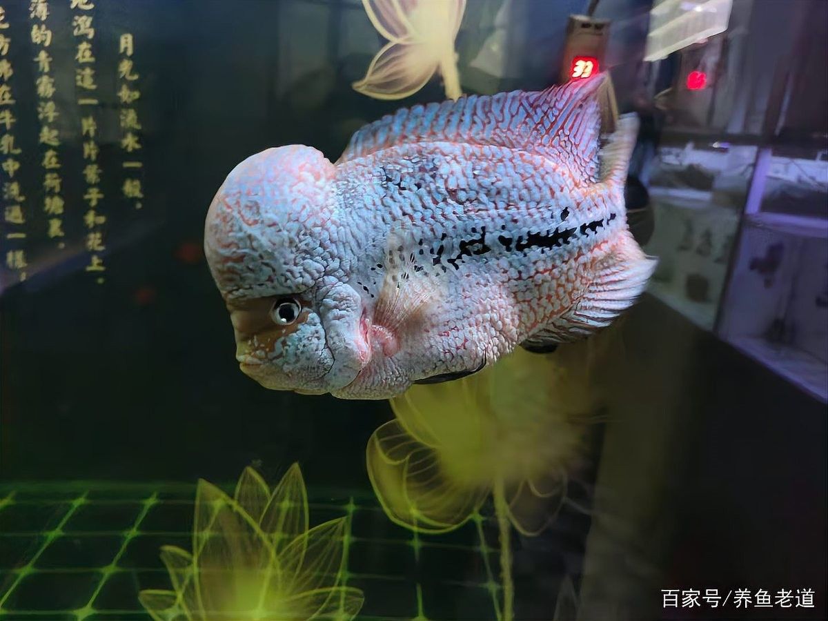 龍魚飼料魚如何存養(yǎng)的好