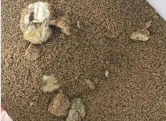 龍魚飼料魚如何存養(yǎng)的好