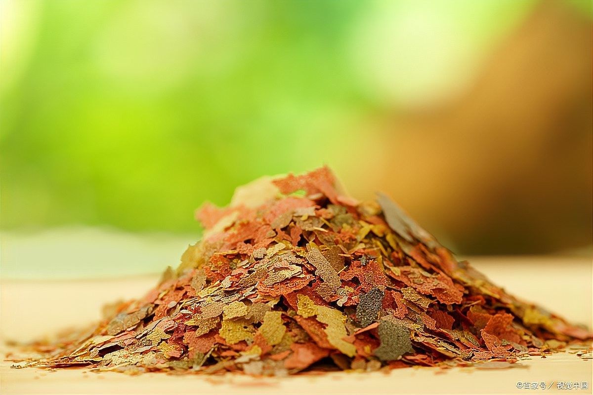 龍魚飼料魚如何存養(yǎng)的好