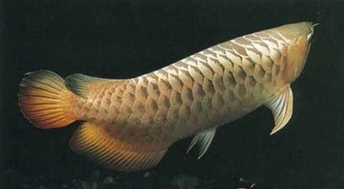 黑龍魚的介紹詞怎么說：黑龍魚是一種既具有科學研究價值又具有科學研究價值的魚類