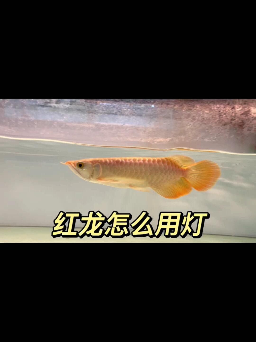 紅龍魚發色需要哪些特殊燈光？