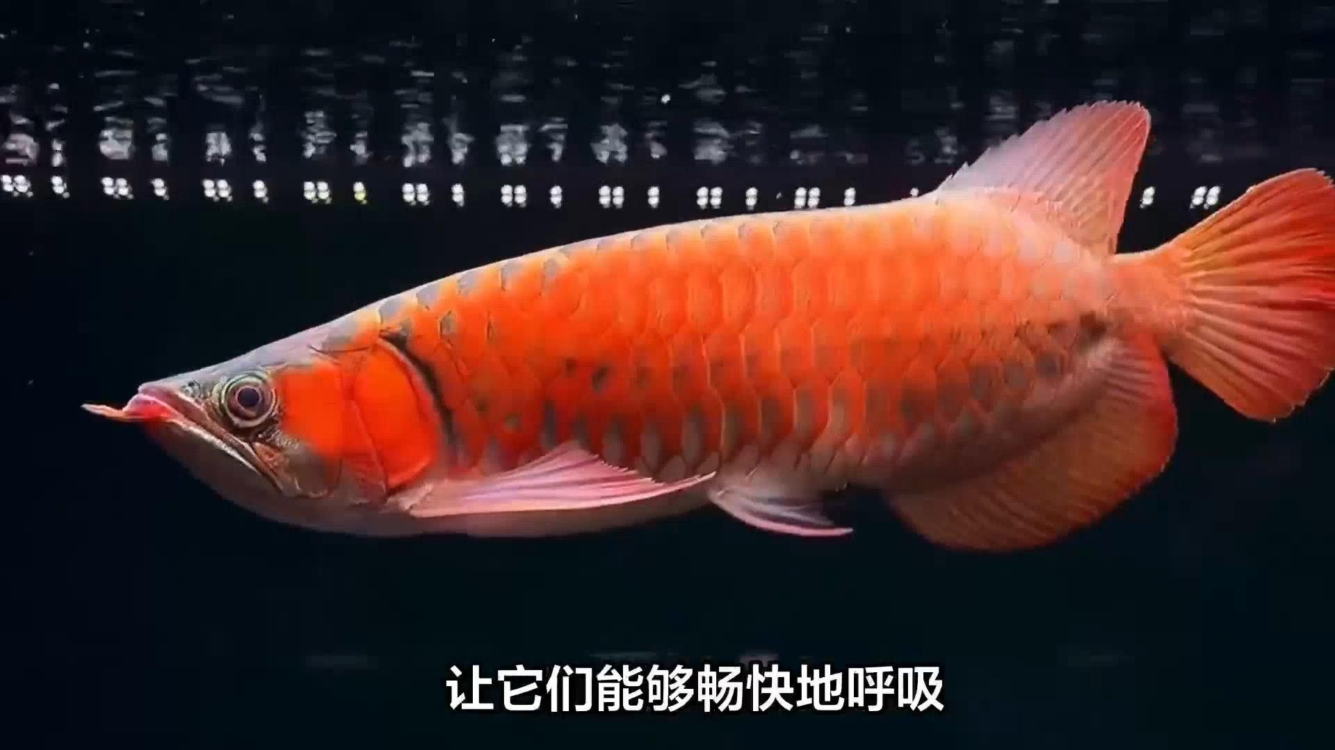 龍魚充血后應該如何護理？