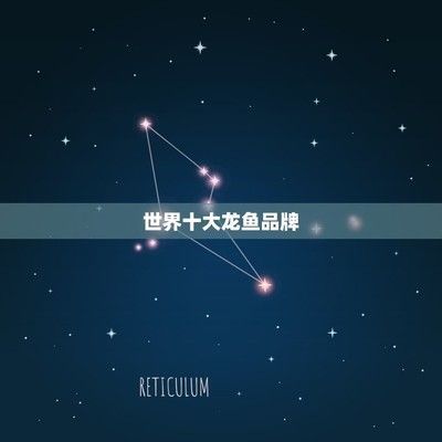 金龍魚缸什么牌子好用一點的，金龍魚缸哪個品牌好用一點，探索高端市場品牌與產品特點