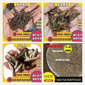 龍魚苗喂什么長(zhǎng)得快些：龍魚苗喂什么長(zhǎng)得快 龍魚苗喂什么長(zhǎng)得快些：龍魚苗喂什么長(zhǎng)得快 龍魚百科 第2張