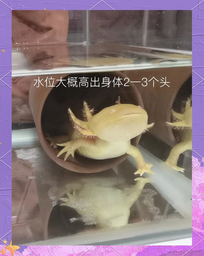 六角龍打氧應該使用哪種泵？
