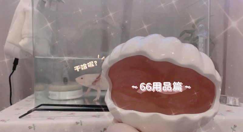 六角龍打氧應該使用哪種泵？