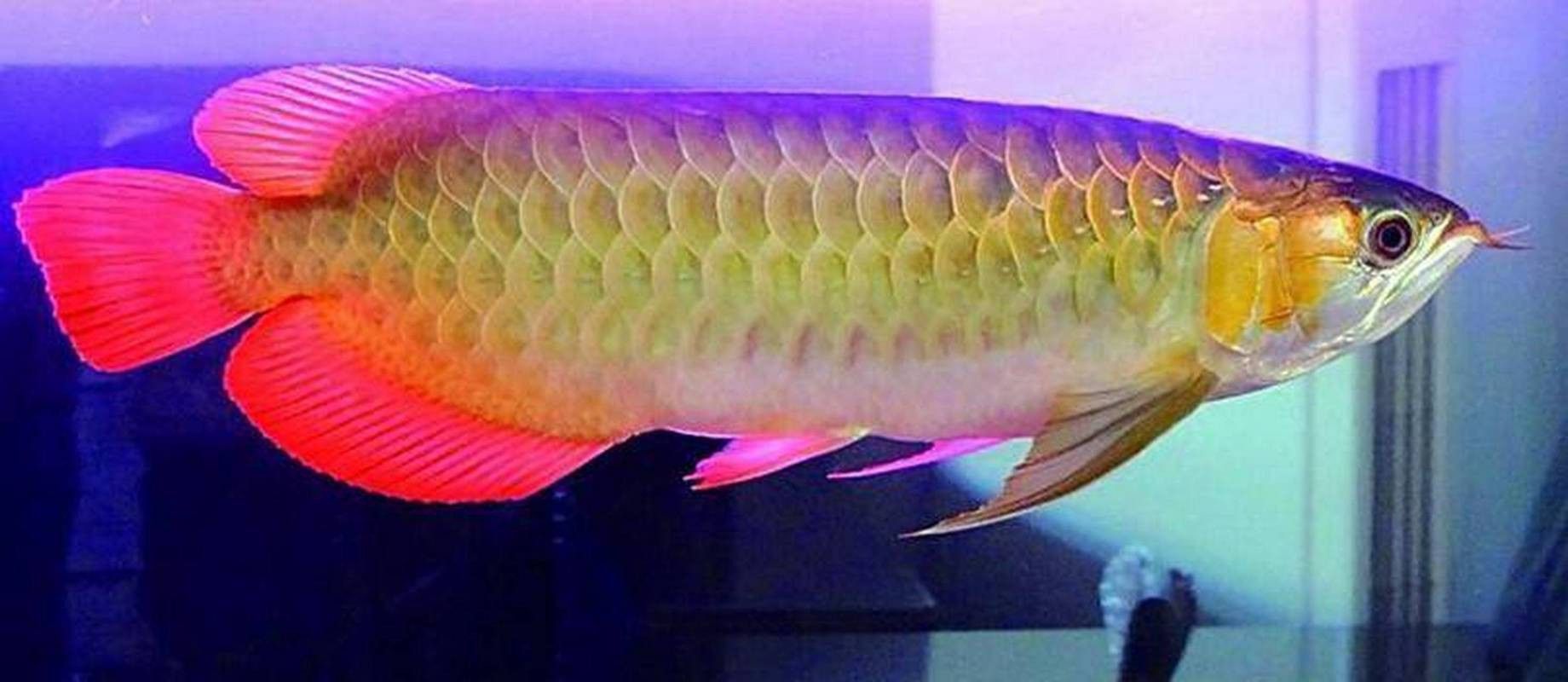 泰國金龍魚高顏值圖片