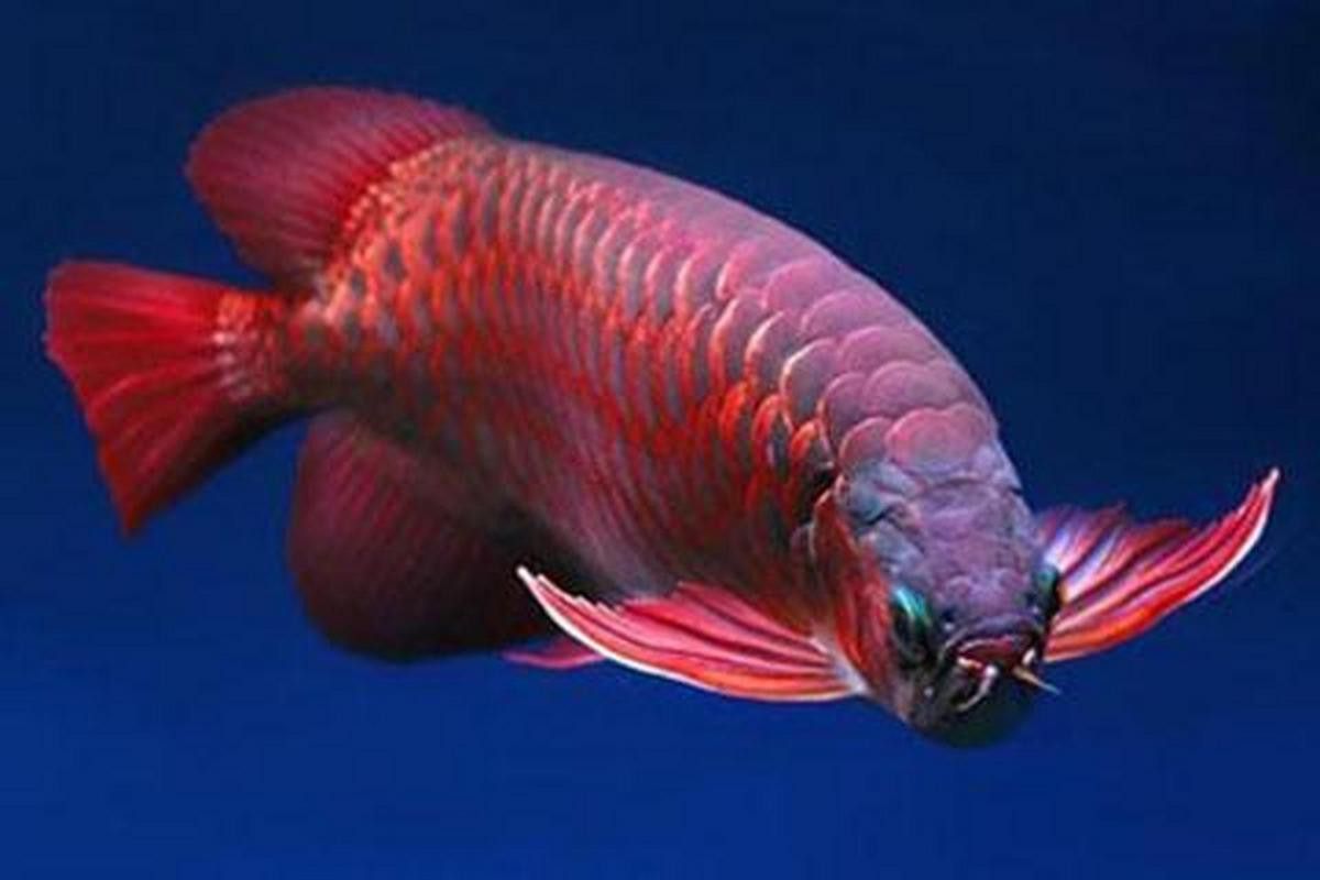 泰國金龍魚高顏值圖片