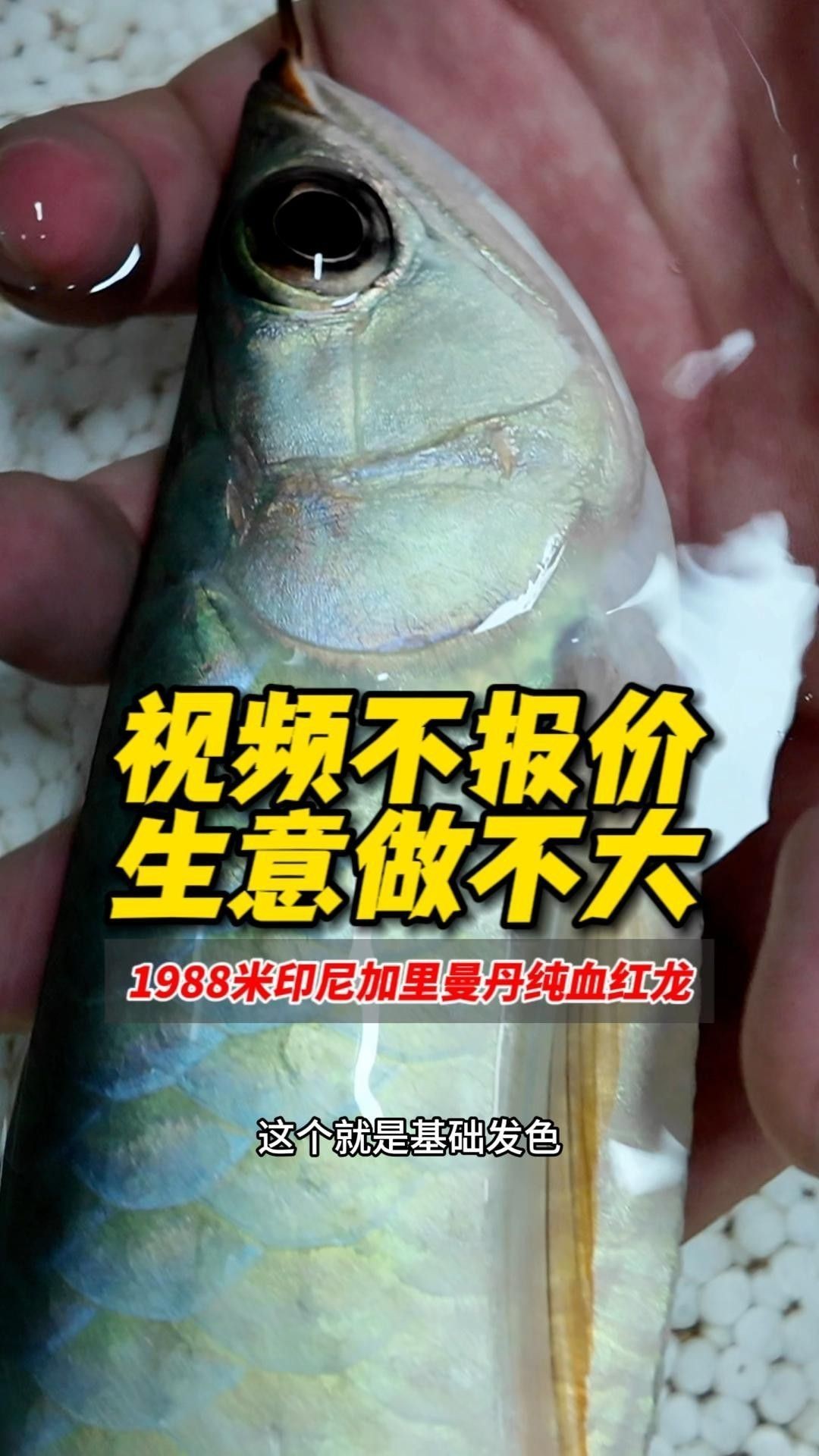 純血紅龍和普通紅龍的價格差異大嗎？