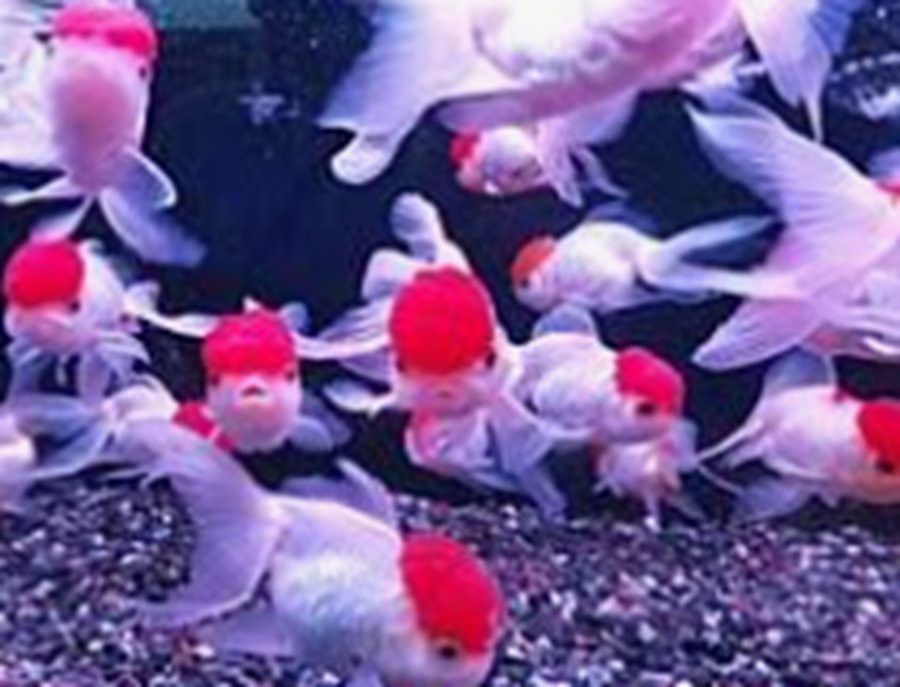 古龍魚的市場需求如何？