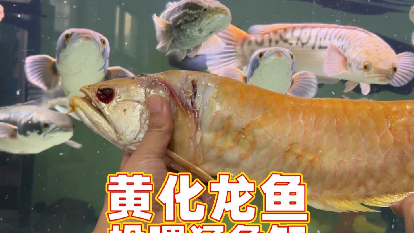 如何設置銀龍魚缸的水質？