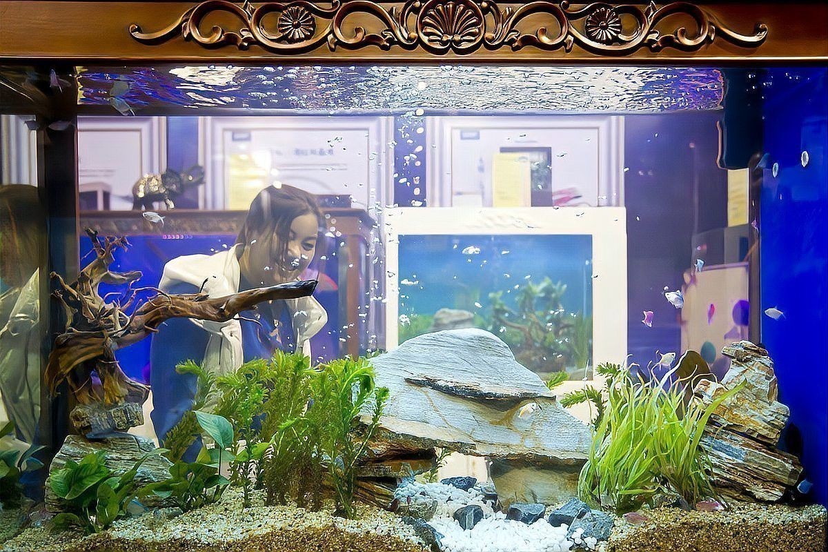 觀賞魚恐龍魚怎么養