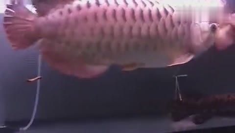 金龍魚吃框是怎么回事，金龍魚吃框如何影響觀賞價值，金龍魚吃框的預防措施有哪些