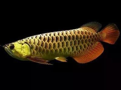 龍魚(yú)冬天怎么養(yǎng)：金龍魚(yú)吃什么發(fā)色快