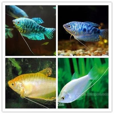 龍魚叫什么魚好聽：如何給龍魚起一個好聽又好養的名字