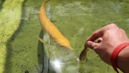 金龍魚不吃東西：金龍魚不吃東西可能由多種因素引起，飼養者應保持耐心和細心