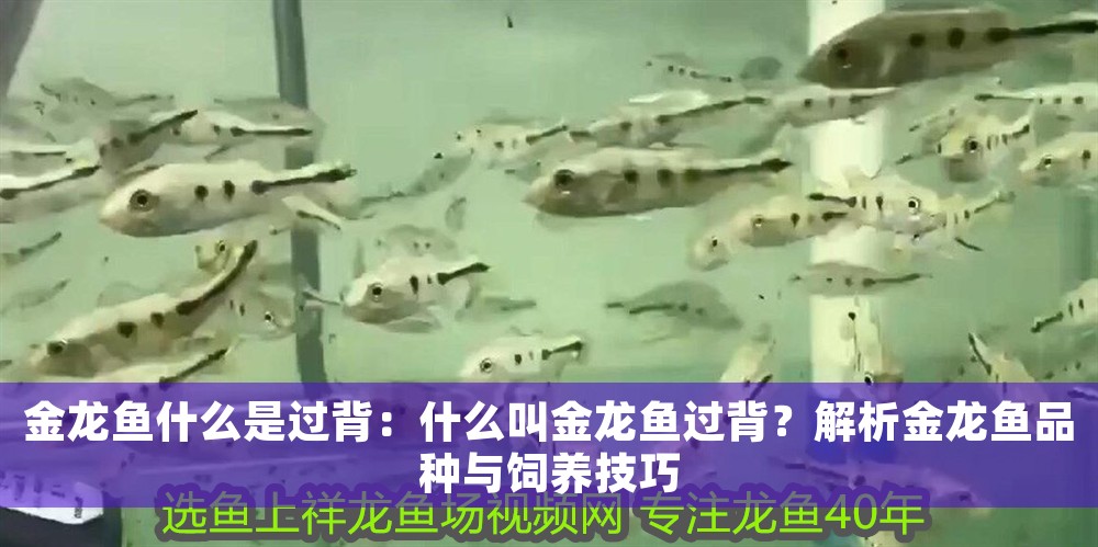 金龍魚什么是過背：什么叫金龍魚過背？解析金龍魚品種與飼養技巧