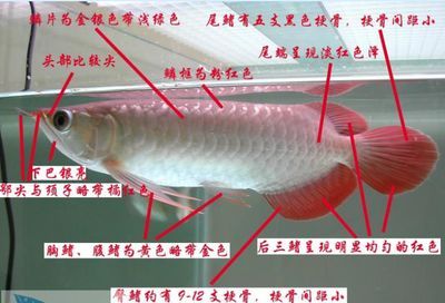 龍魚鑒別最簡單三個方法（如何挑選龍魚）