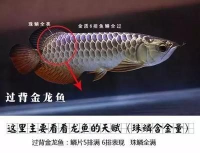 龍魚鑒別最簡單三個方法（如何挑選龍魚）