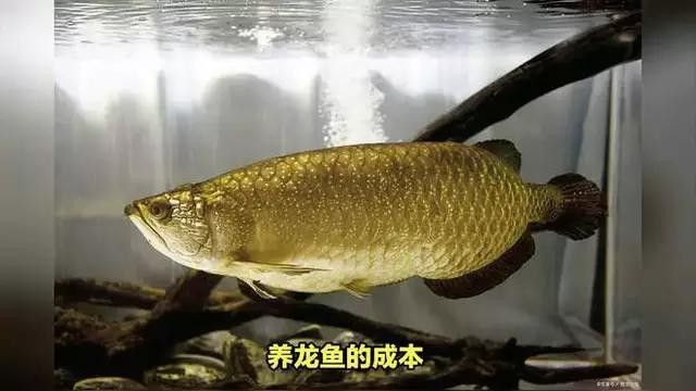 紅色龍魚的市場趨勢如何？