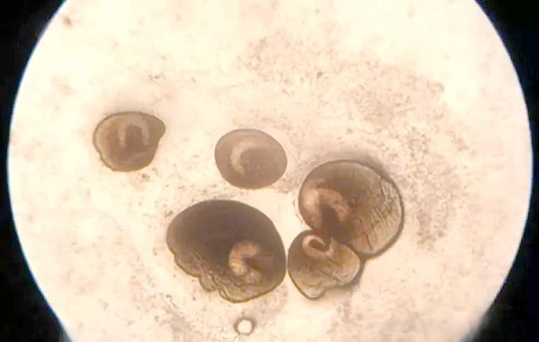 銀龍魚身上有白點圖片大全圖解視頻