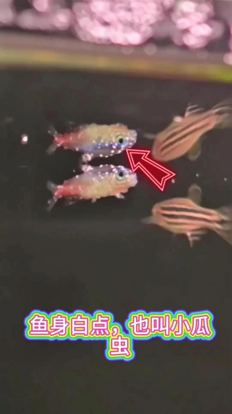 銀龍魚身上有白點圖片大全圖解視頻