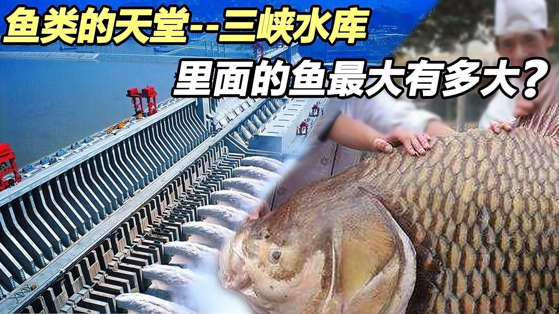 銀龍魚身上有白點圖片大全圖解視頻