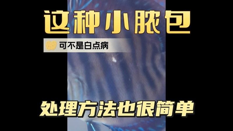 銀龍魚身上有白點圖片大全圖解視頻