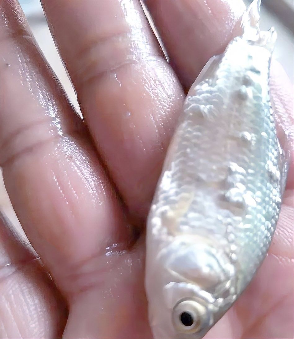 銀龍魚身上有白點圖片大全圖解視頻