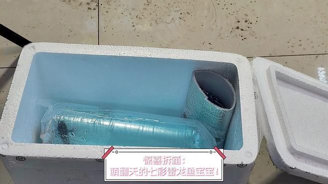 雷龍魚品種圖鑒及價格