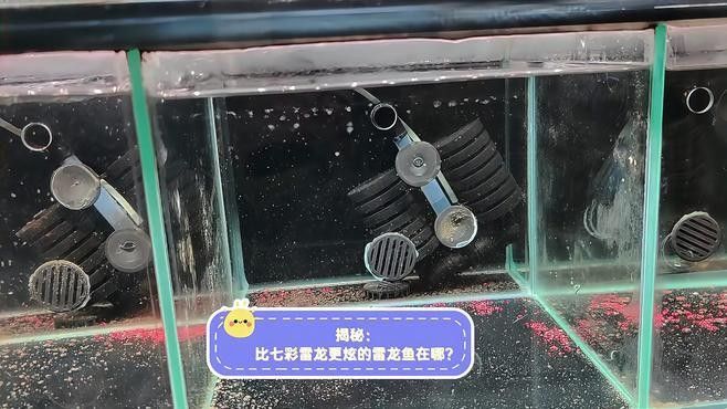 雷龍魚品種圖鑒及價格
