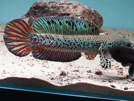 雷龍魚品種圖鑒及價格