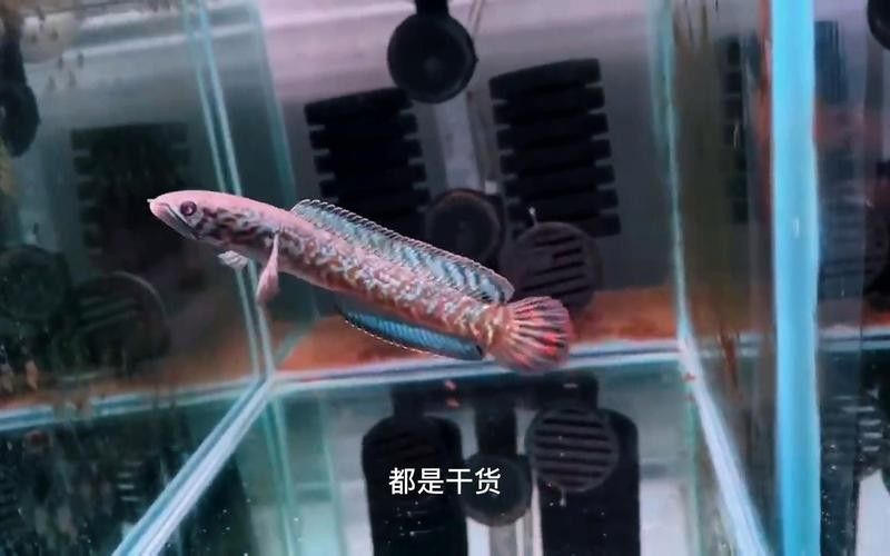 雷龍魚品種圖鑒及價格