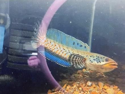 雷龍魚品種圖鑒及價格